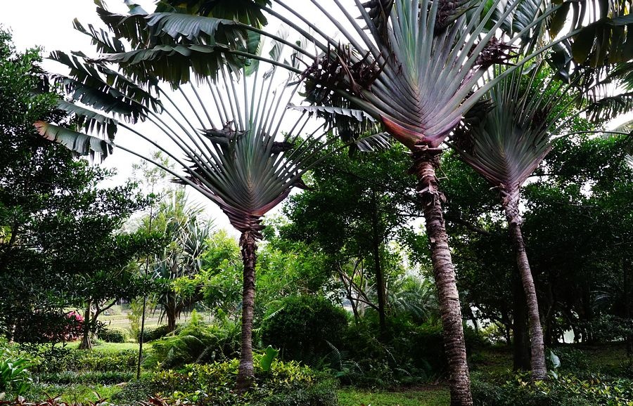 海南兴隆植物园的镇园之宝---“见血封喉”