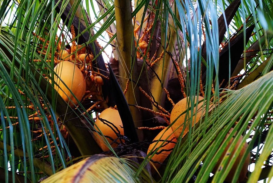 海南兴隆植物园的镇园之宝---“见血封喉”