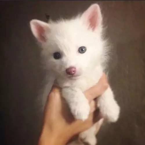 零皮草生活丨要优雅不要污（划掉）杀戮