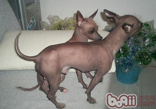 盘点10种最不会脱毛的狗狗，排在第1的墨西哥无毛犬实在太骚啦