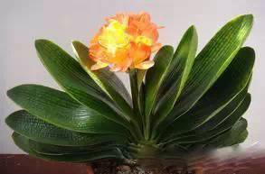 为什么我老是把花养死了,花养死了要丢掉吗