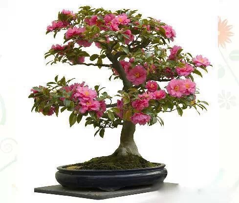 为什么我老是把花养死了,花养死了要丢掉吗