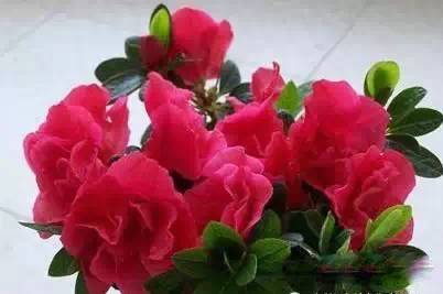 为什么我老是把花养死了,花养死了要丢掉吗