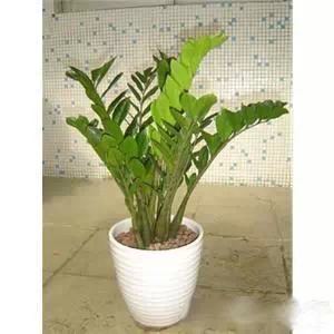 为什么我老是把花养死了,花养死了要丢掉吗