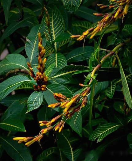 为什么我老是把花养死了,花养死了要丢掉吗