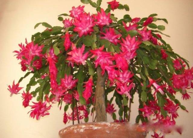 为什么我老是把花养死了,花养死了要丢掉吗