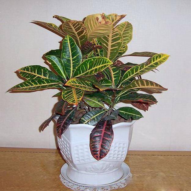 为什么我老是把花养死了,花养死了要丢掉吗