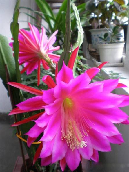 为什么我老是把花养死了,花养死了要丢掉吗