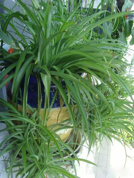 为什么我老是把花养死了,花养死了要丢掉吗