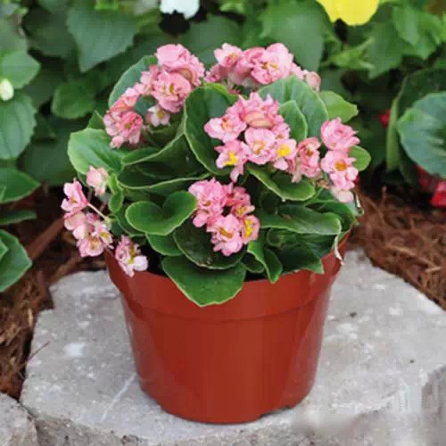 为什么我老是把花养死了,花养死了要丢掉吗