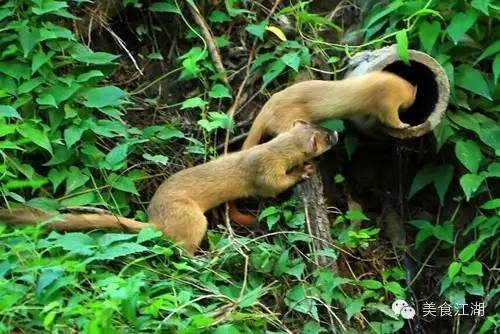 美食有一种情怀叫老味道,美食江湖情