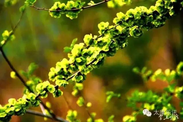 (太康记忆)二十年前的味道:梦里榆钱香