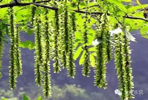 (太康记忆)二十年前的味道:梦里榆钱香