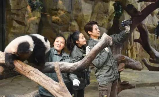 长隆半价|像某对明星CP一样约会吧