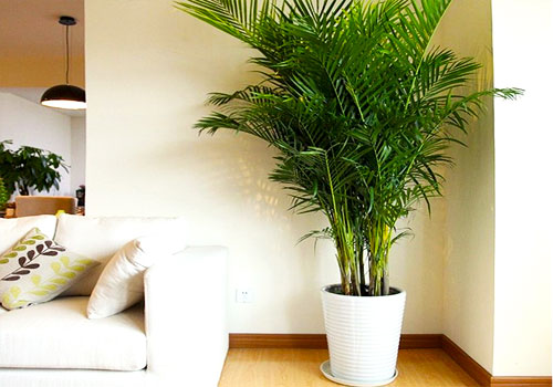 散尾葵怎么养才能长得茂盛呢,散尾葵怎么养才能长得高