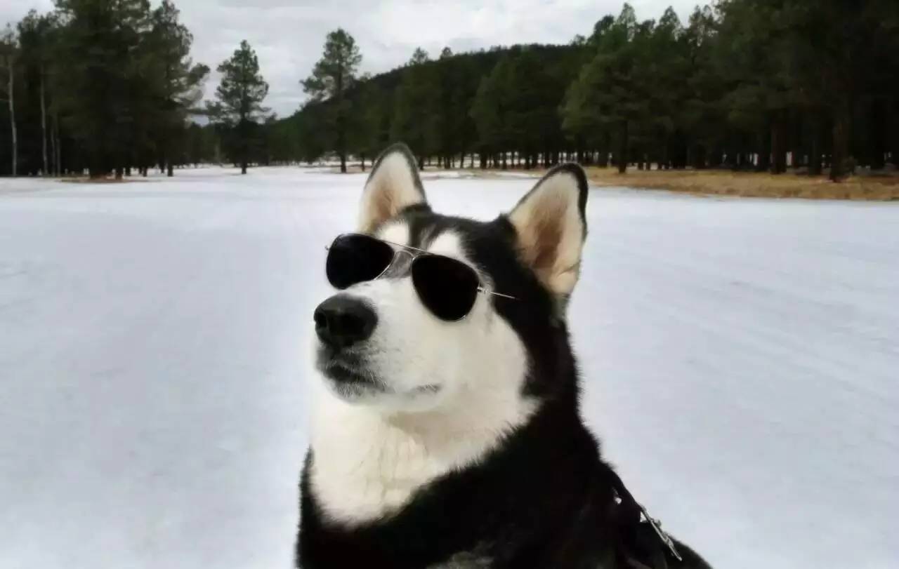 狗哥怎么养,狗哥养犬问答