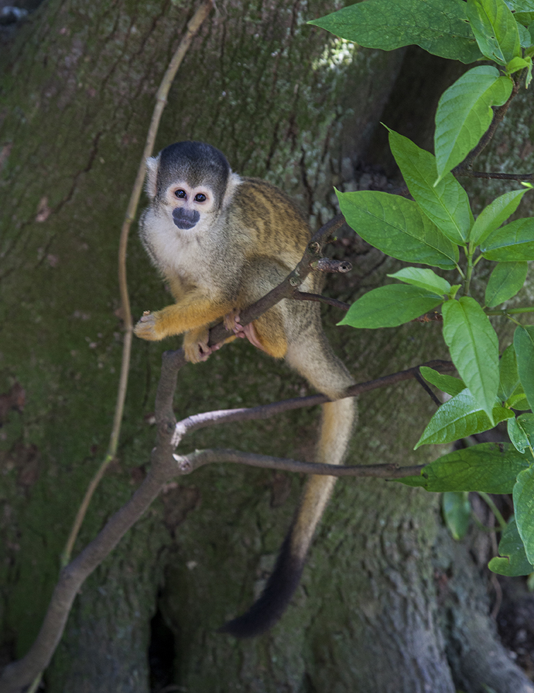 日本除了爱泡澡的温泉猴，还有这群爱翻女生包包的“扒手猴”