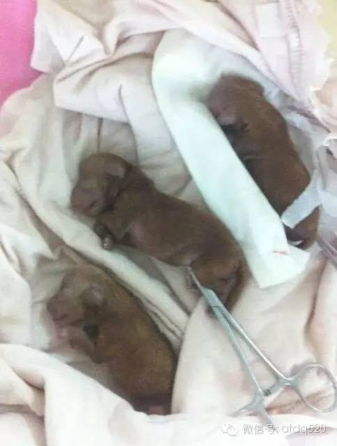 泰迪妈妈生了几个孩子,泰迪接生的过程