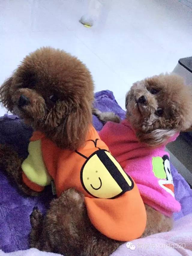 泰迪妈妈生了几个孩子,泰迪接生的过程