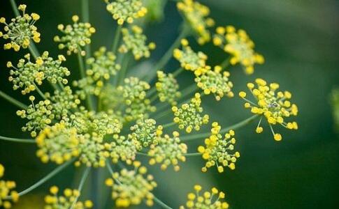 芳香大百科常用精油介绍,各类精油成分功效