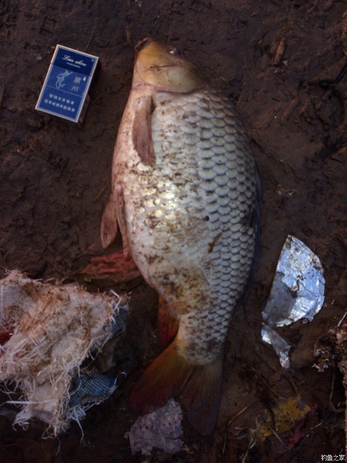 宁夏人钓鱼,黄河钓鱼的人多吗