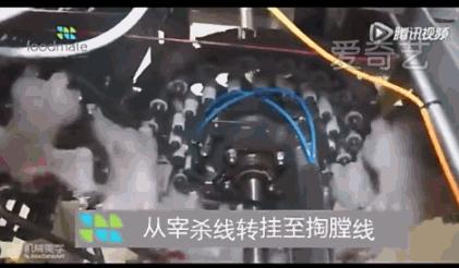 看看外国人是怎样宰牛的,德国杀鸡的全过程