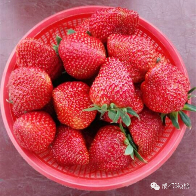 一个用味道留住你的草莓采摘园,52个新鲜草莓