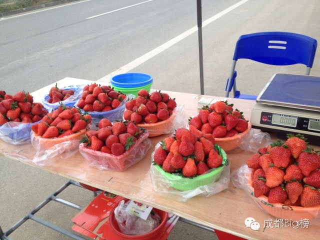 一个用味道留住你的草莓采摘园,52个新鲜草莓
