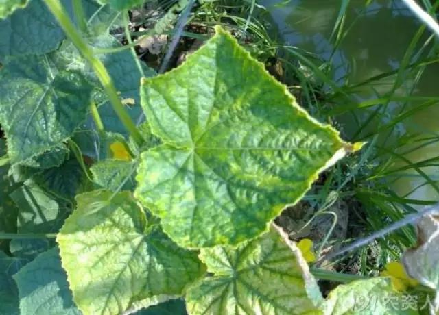 一篇读懂黄瓜的六种病害与防治方法