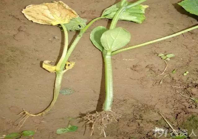 一篇读懂黄瓜的六种病害与防治方法