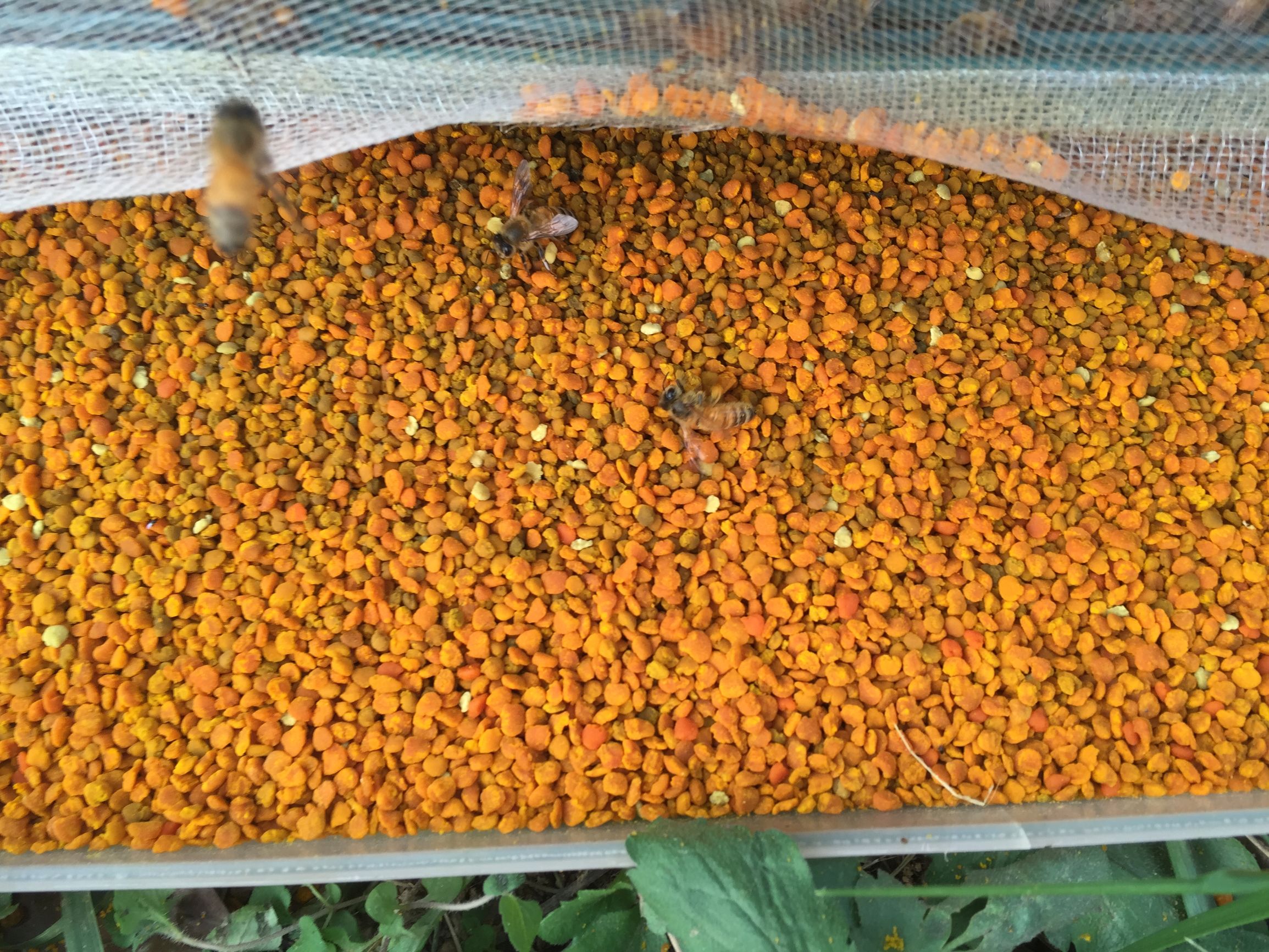 蜜蜂对人类的贡献有哪些,蜜蜂可以带来什么