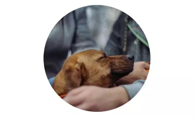 上海猫咪领养虹口,喵小汪宠物领养