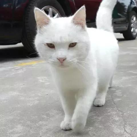 上海猫咪领养虹口,喵小汪宠物领养