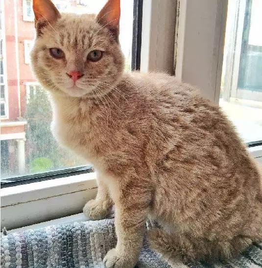 上海猫咪领养虹口,喵小汪宠物领养