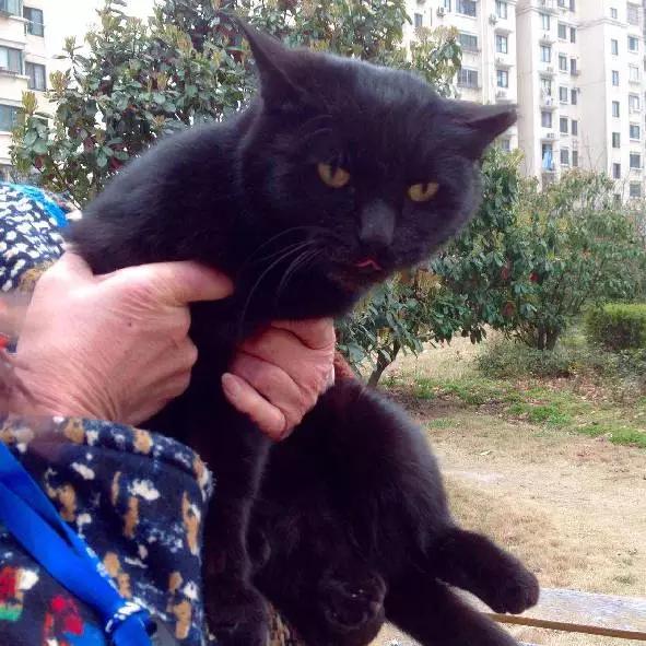 上海猫咪领养虹口,喵小汪宠物领养