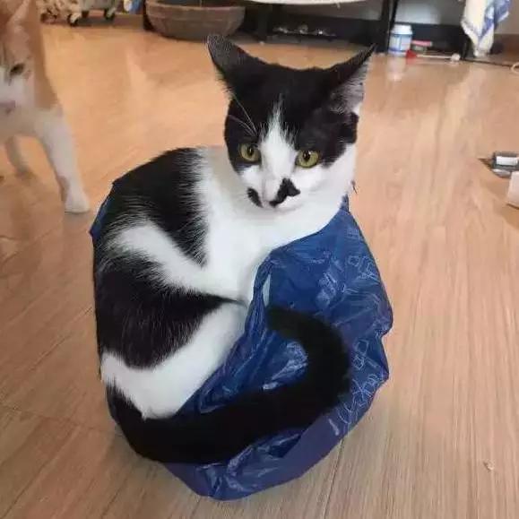 上海猫咪领养虹口,喵小汪宠物领养