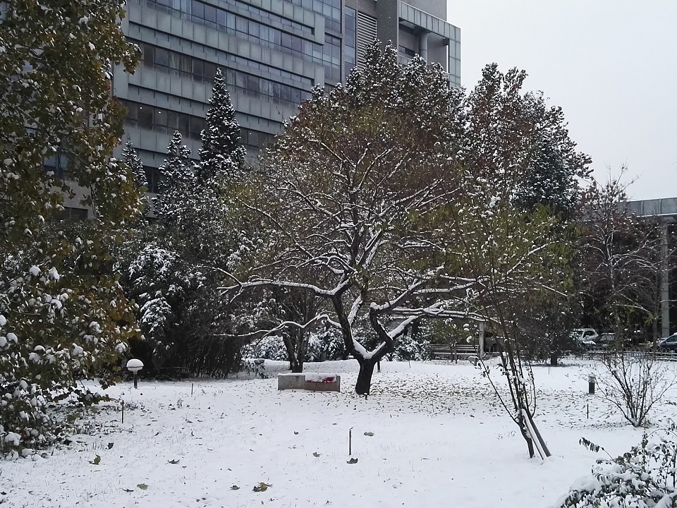 山桃花开了吗,山上桃花盛开了