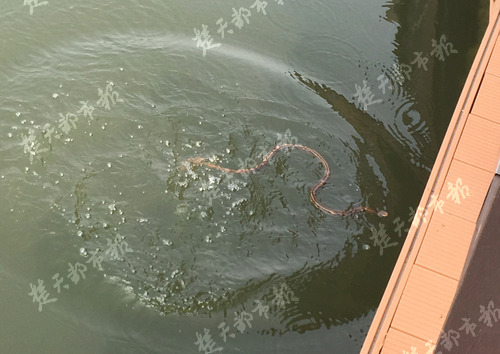 九祥岭湿地公园蛇出没,武汉森林公园蛇