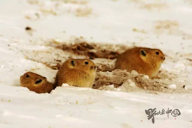 奚志农带队－10天9晚不丹之旅，4月24日出发