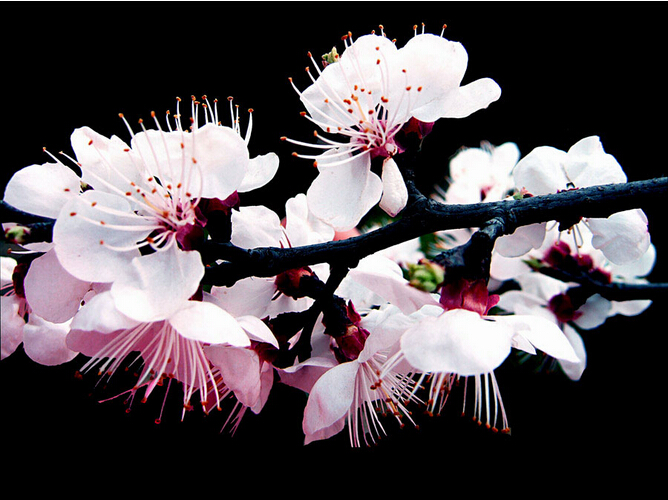 从《诗经》看剩女为何难嫁