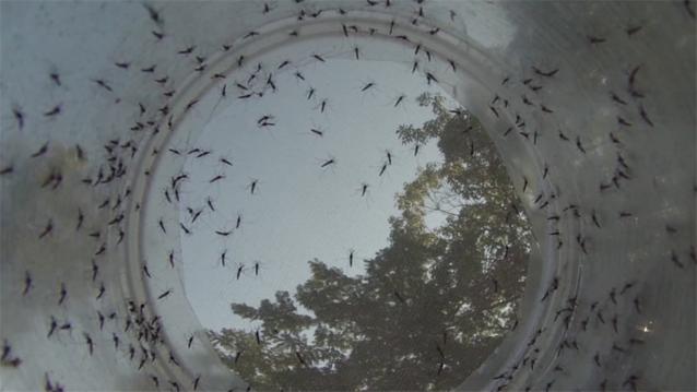 疯狂造蚊，是英国对抗寨卡的方法