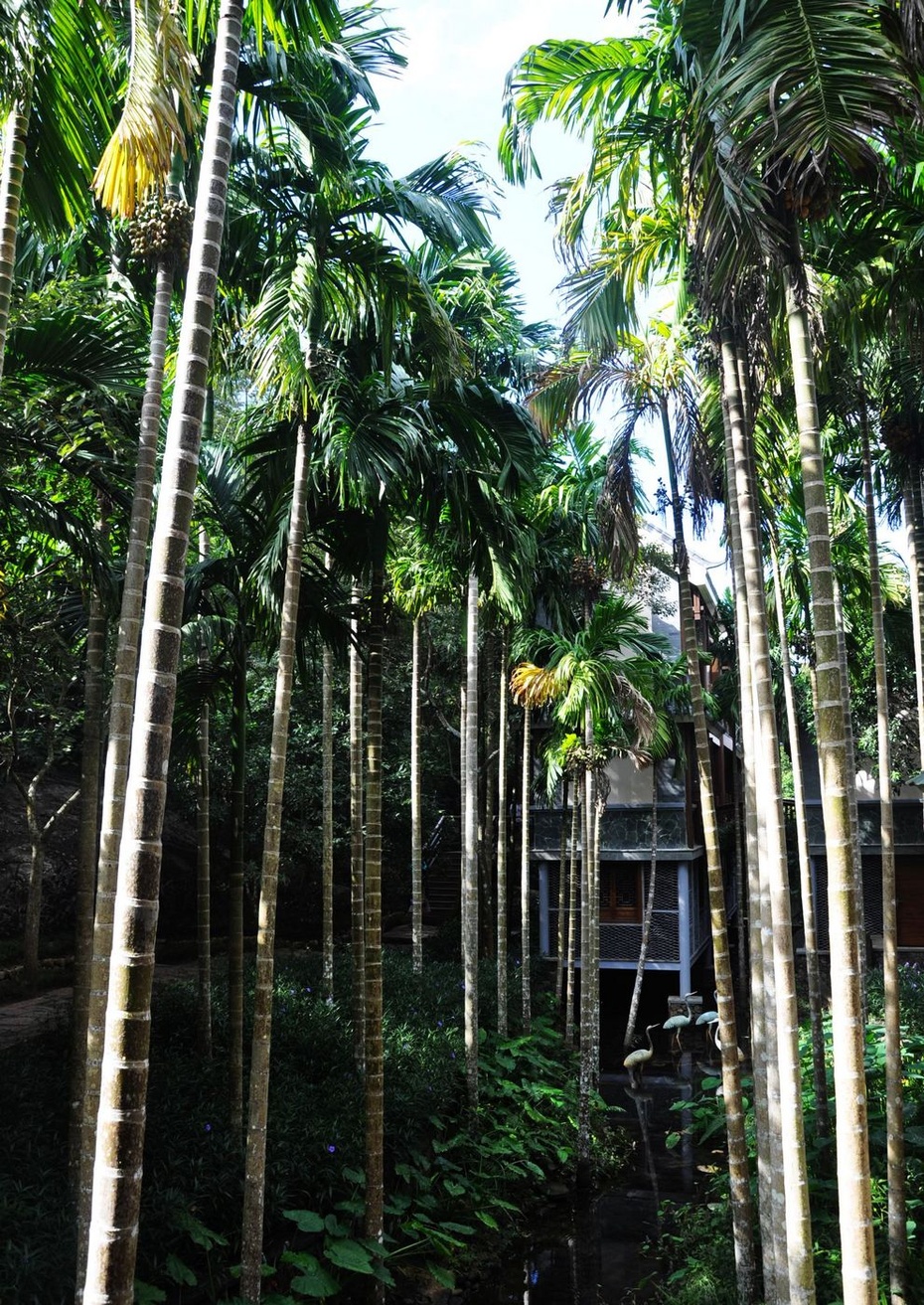 海南兴隆植物园的镇园之宝---“见血封喉”