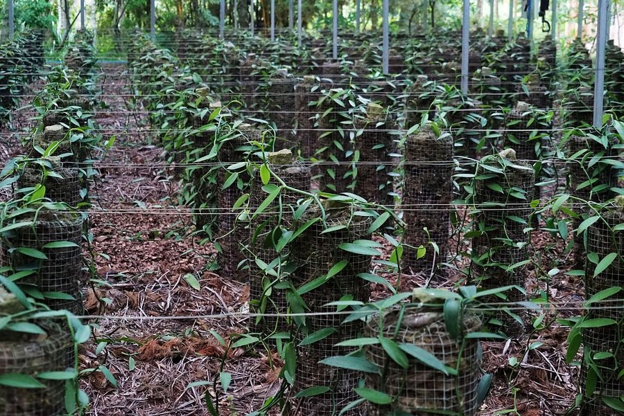 海南兴隆植物园的镇园之宝---“见血封喉”