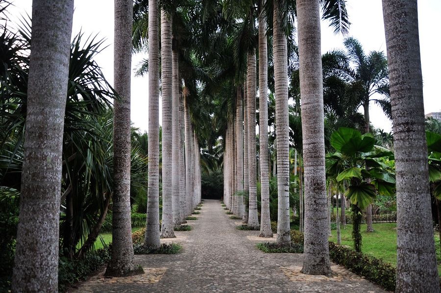 海南兴隆植物园的镇园之宝---“见血封喉”