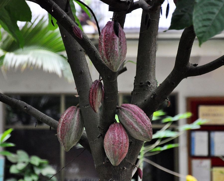 海南兴隆植物园的镇园之宝---“见血封喉”