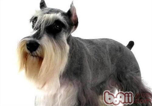 盘点10种最不会脱毛的狗狗，排在第1的墨西哥无毛犬实在太骚啦