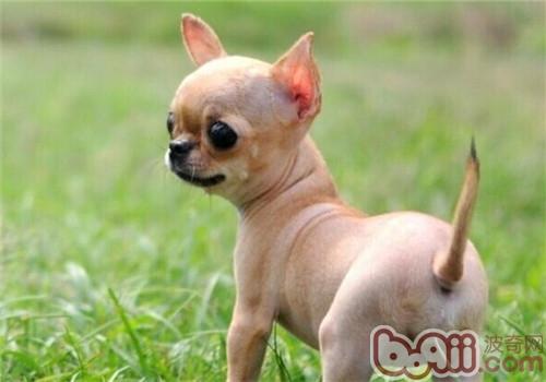 盘点10种最不会脱毛的狗狗，排在第1的墨西哥无毛犬实在太骚啦