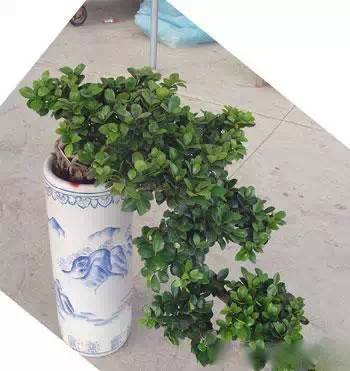 为什么我老是把花养死了,花养死了要丢掉吗