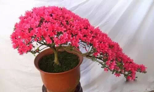 为什么我老是把花养死了,花养死了要丢掉吗