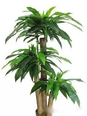 为什么我老是把花养死了,花养死了要丢掉吗